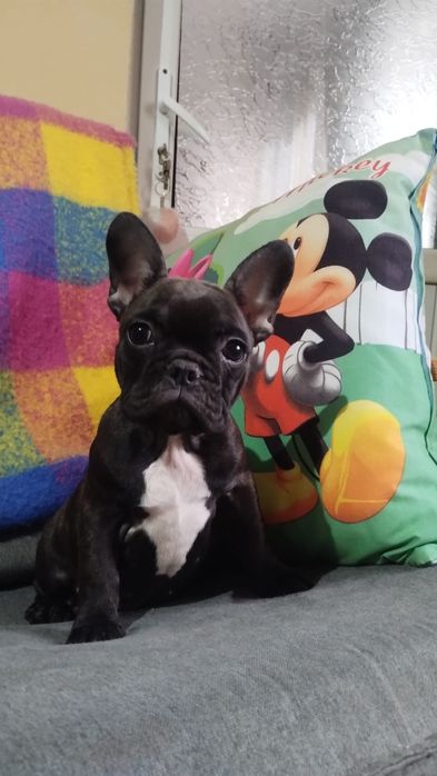 Bulldog francez femela