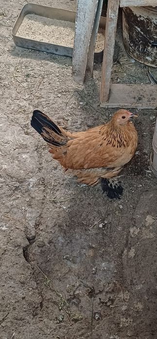 Cocos și gaini pitice