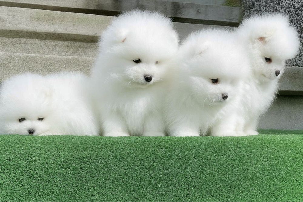 Померан померани мини