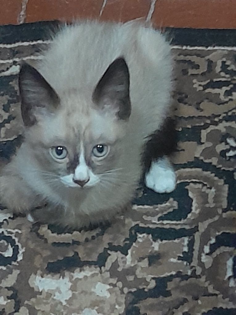 Котенок одам даром