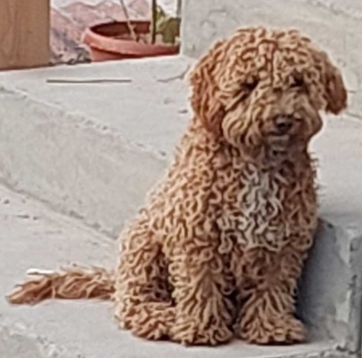 Продается мальтипу.