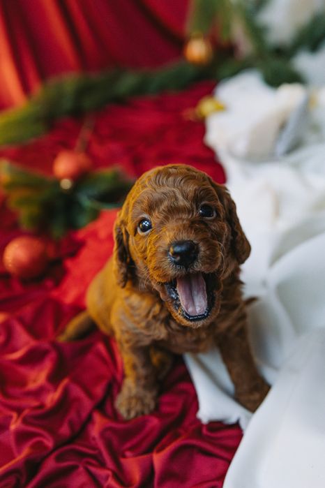 Мини пудели, родени на 07.10.