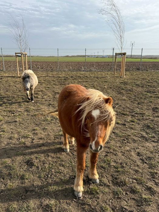 Vand 3 ponei - 2 femele si 1 mascul