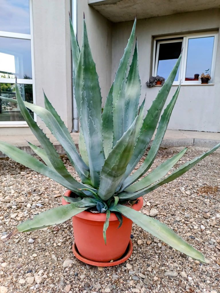 Vând cactuși Aloe Vera și alte specii