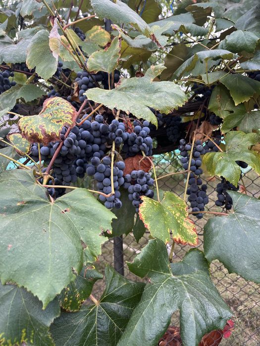Vand Struguri negrii concord productie proprie