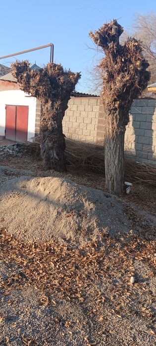 Екі түп тал- Тегін  Два деревца-Бесплатно