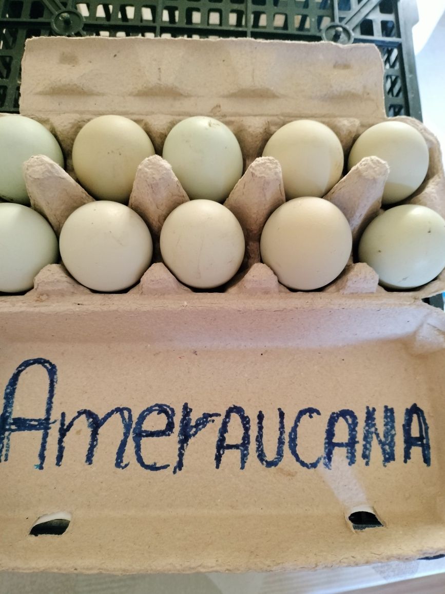 Vând 23 pui de ameraucana ouă de bibilica