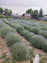 Vând lavanda proaspătă an gross