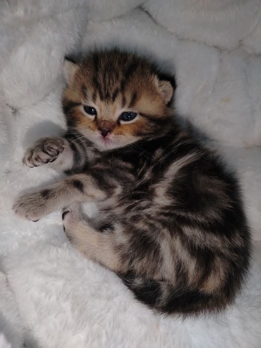 Sotiladi bron ochildi