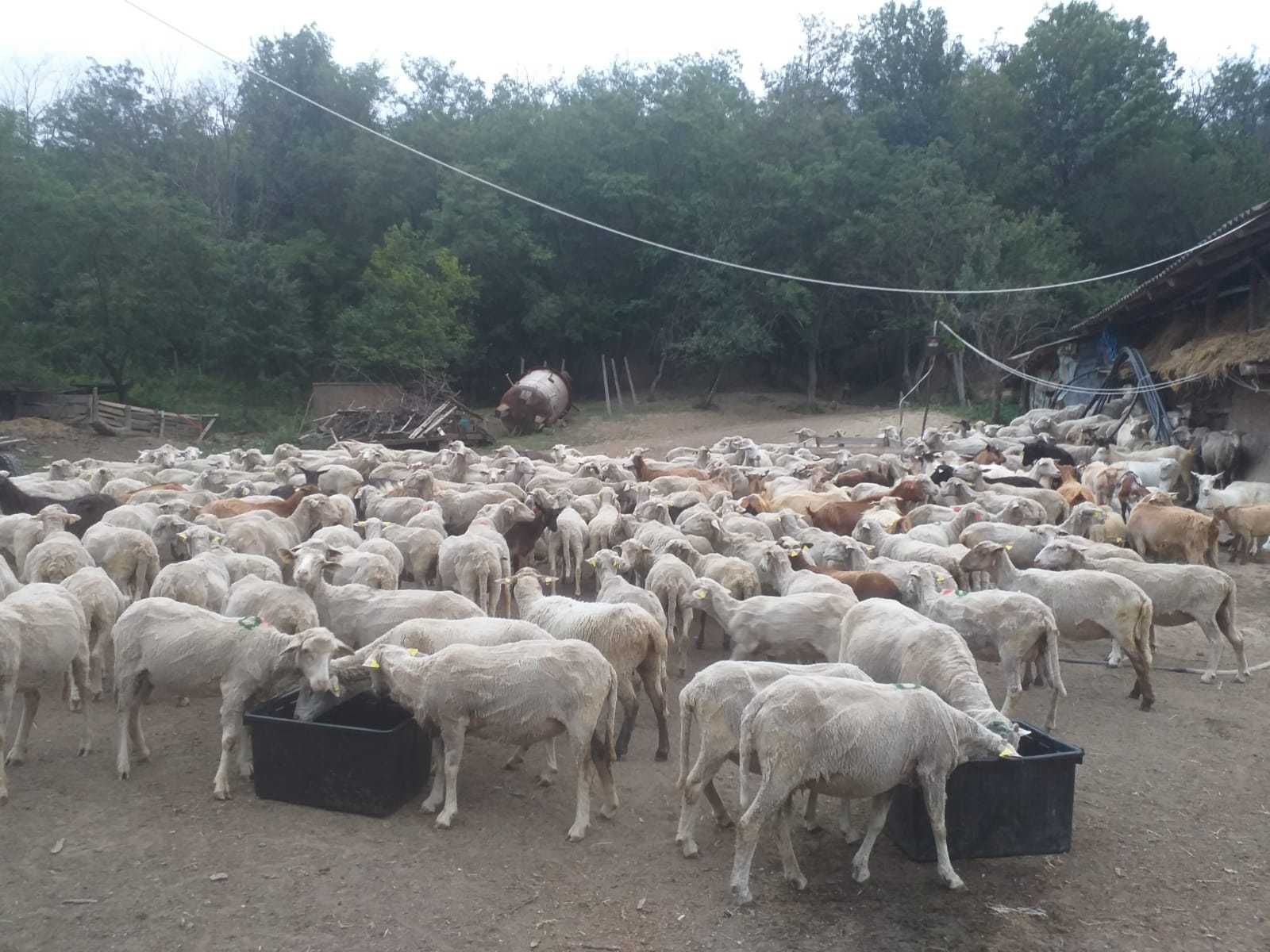 Vand urgent 150 oi de rasa merinos talie mare