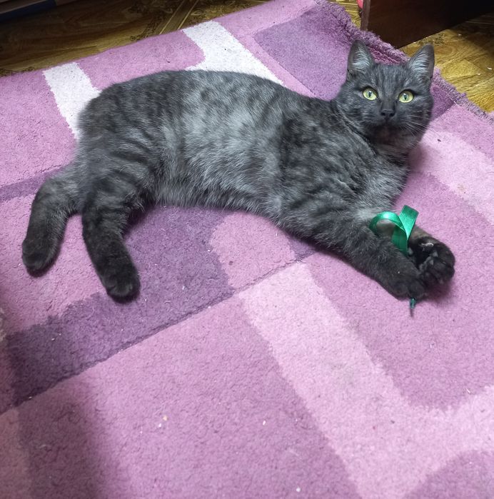 Отдам бесплатно в добрые руки молодого котика