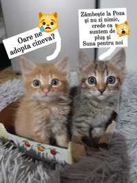 Doi Pui de Pisic pentru adoptie urgent