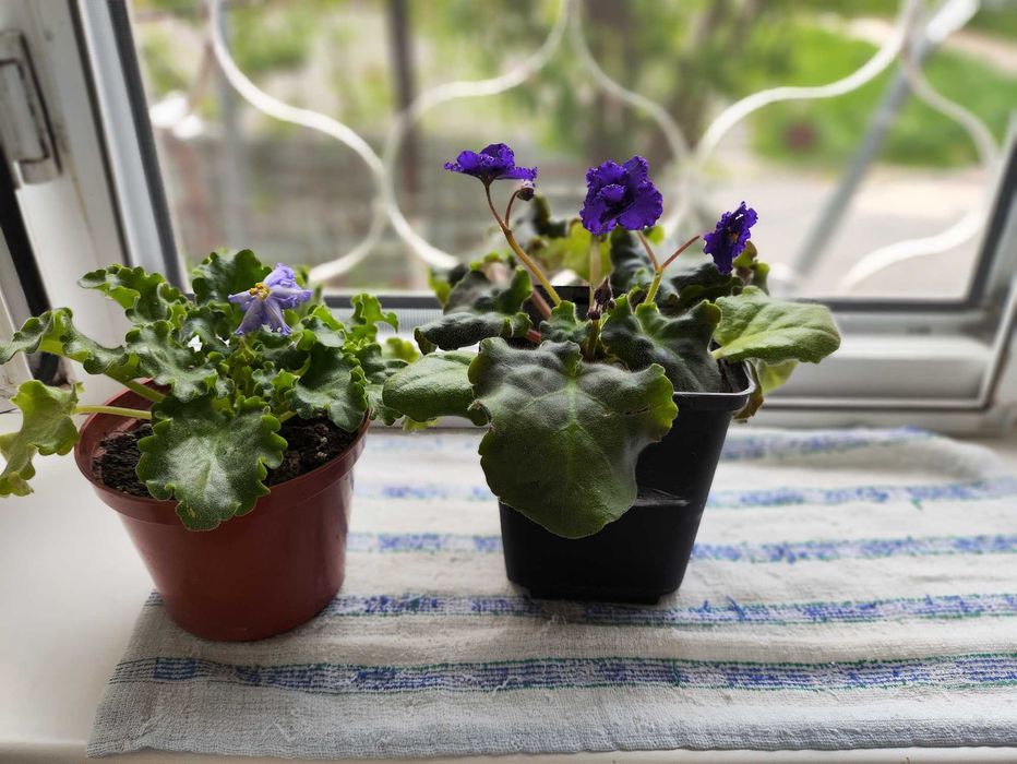 Продам комнатные фиалки