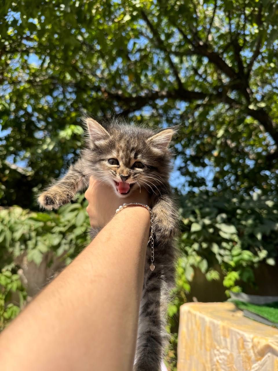 Бесплатно котята в хорошие руки