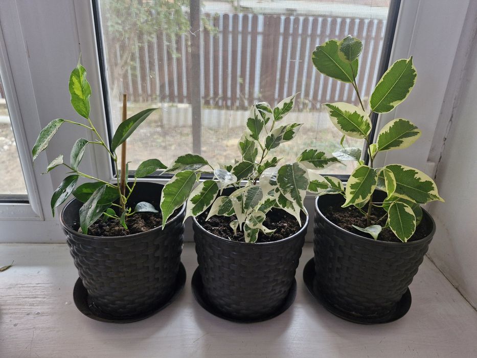 Продам фикус бенжамина