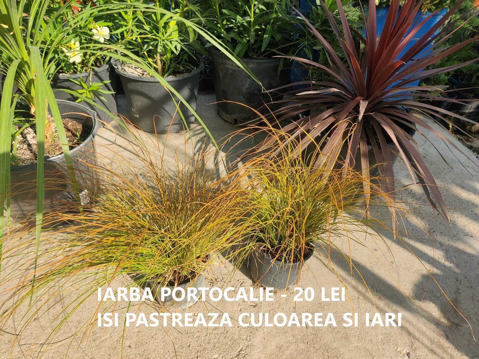 Lavanda, Iarba Pampas, Iarba Albastra, Rosie, Portocalie,Neagra! PROMO