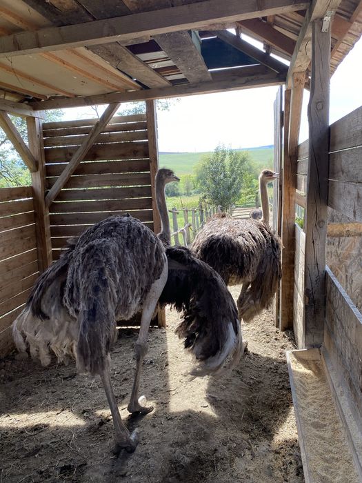 Struti maturi 2 masculi si 3 femele