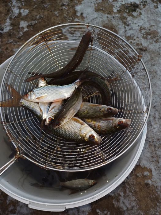 Продам малек сарга