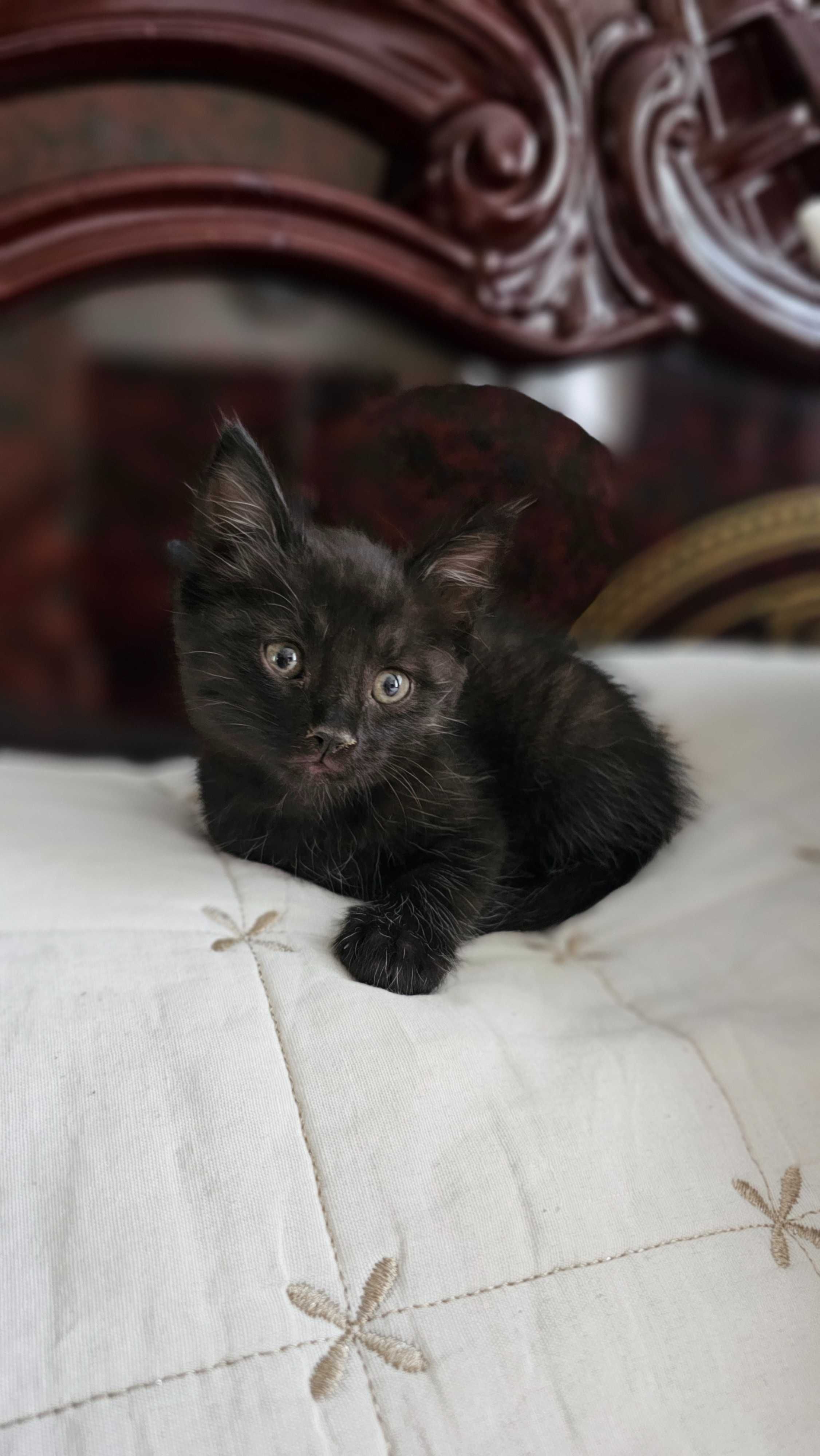 Отдаю в хорошие заботливые руки чёрного котёнка на удачу !
