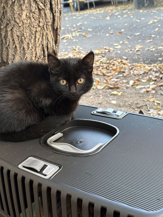 Котята бесплатно в дар