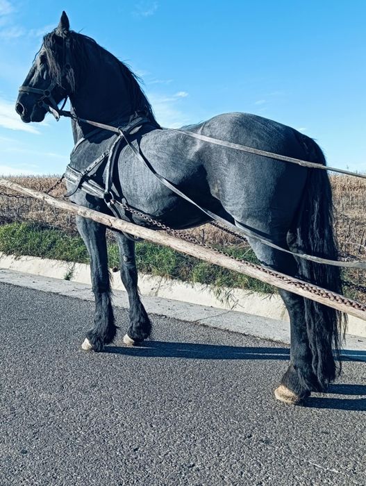 Armăsari de vânzare.