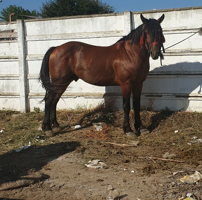 Armasar de 5 ani de vanzare!