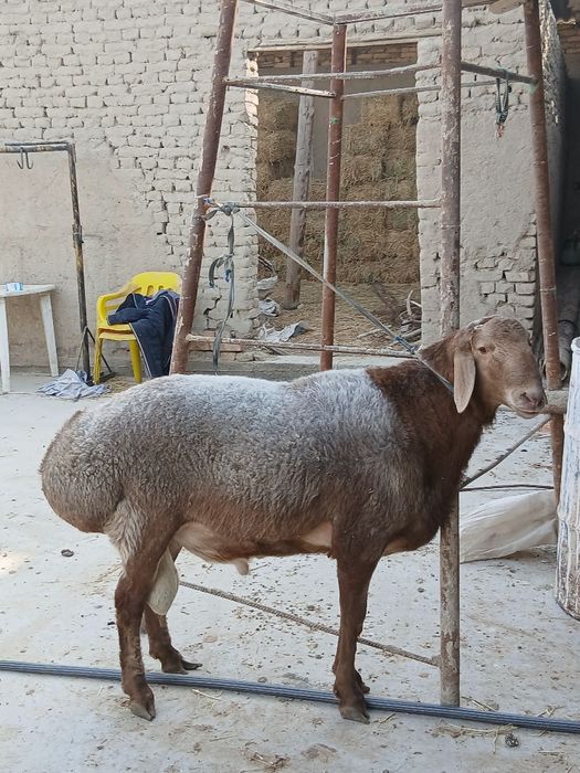 Arashan qochqor sotiladi