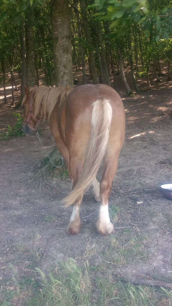 mînz de 2 ani de vînzare