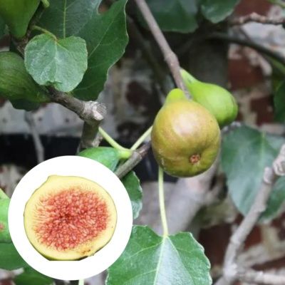 Pomi Fructiferi Exotici La Ghiveci (Smochin )