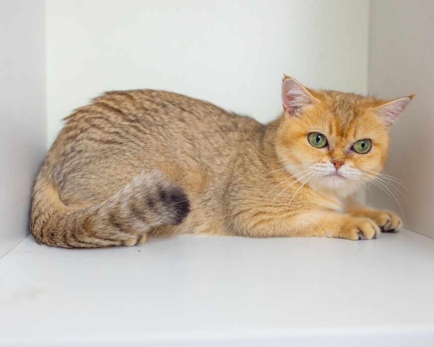 Взрослая кошка  золотая шиншилла