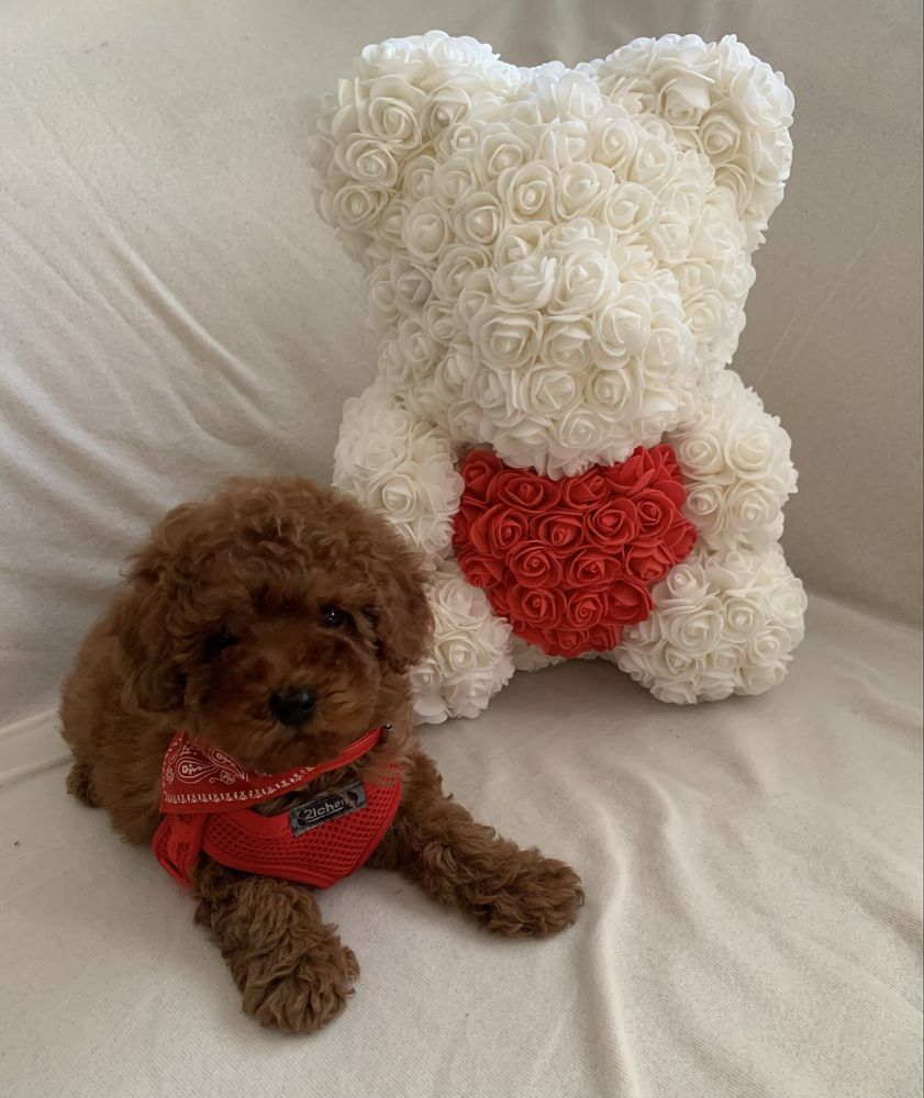 Пудел той Poodle toy с родословие елитни