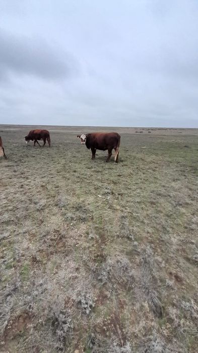 Соғымға семіз малдар бар