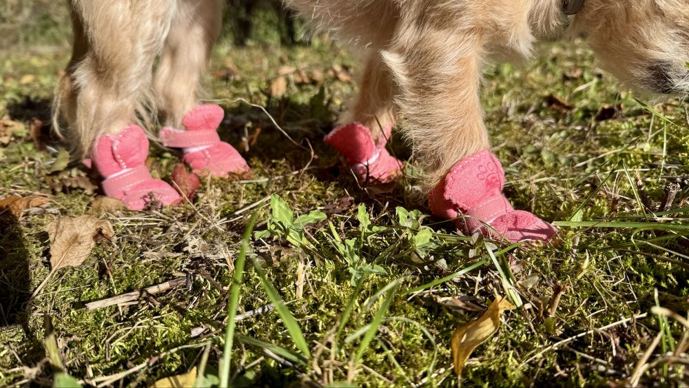 Papuci imblaniti de iarna pentru catei talie mica