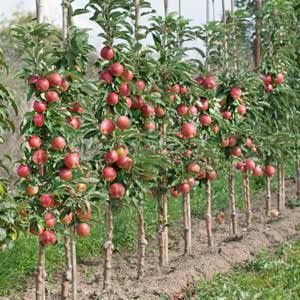 Măr columnar polka la ghiveci