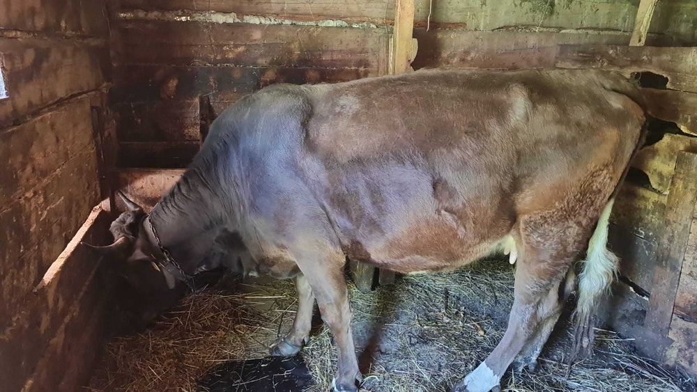 de vanzare vaca gestanta cu al treilea vitel luna asta trebuie sa fete