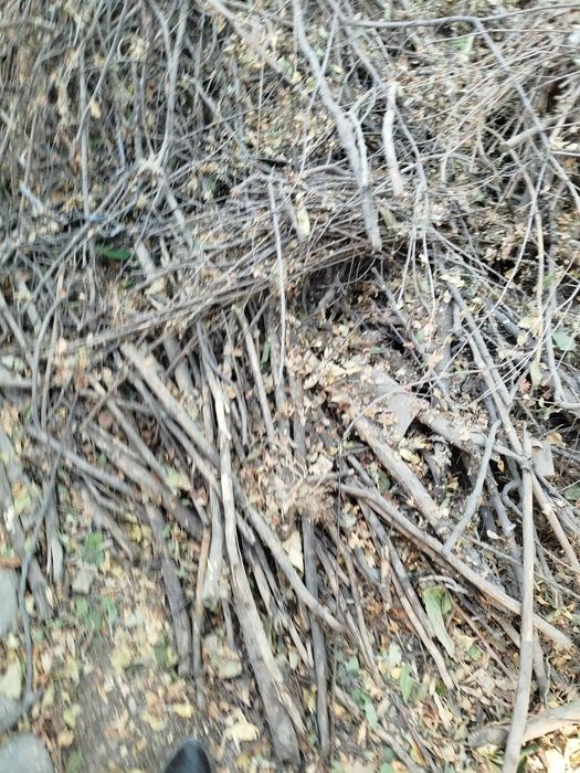 O'tin sotaman - mevali daraxtlar