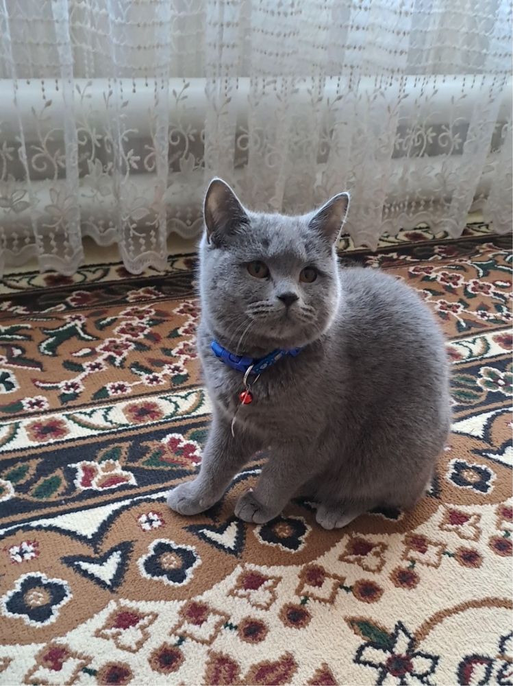 Скоттиш Страйт