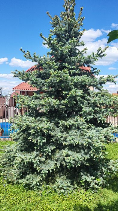 Brad argintiu natural