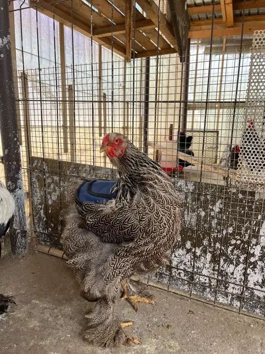 Pereche brahma herminat închis