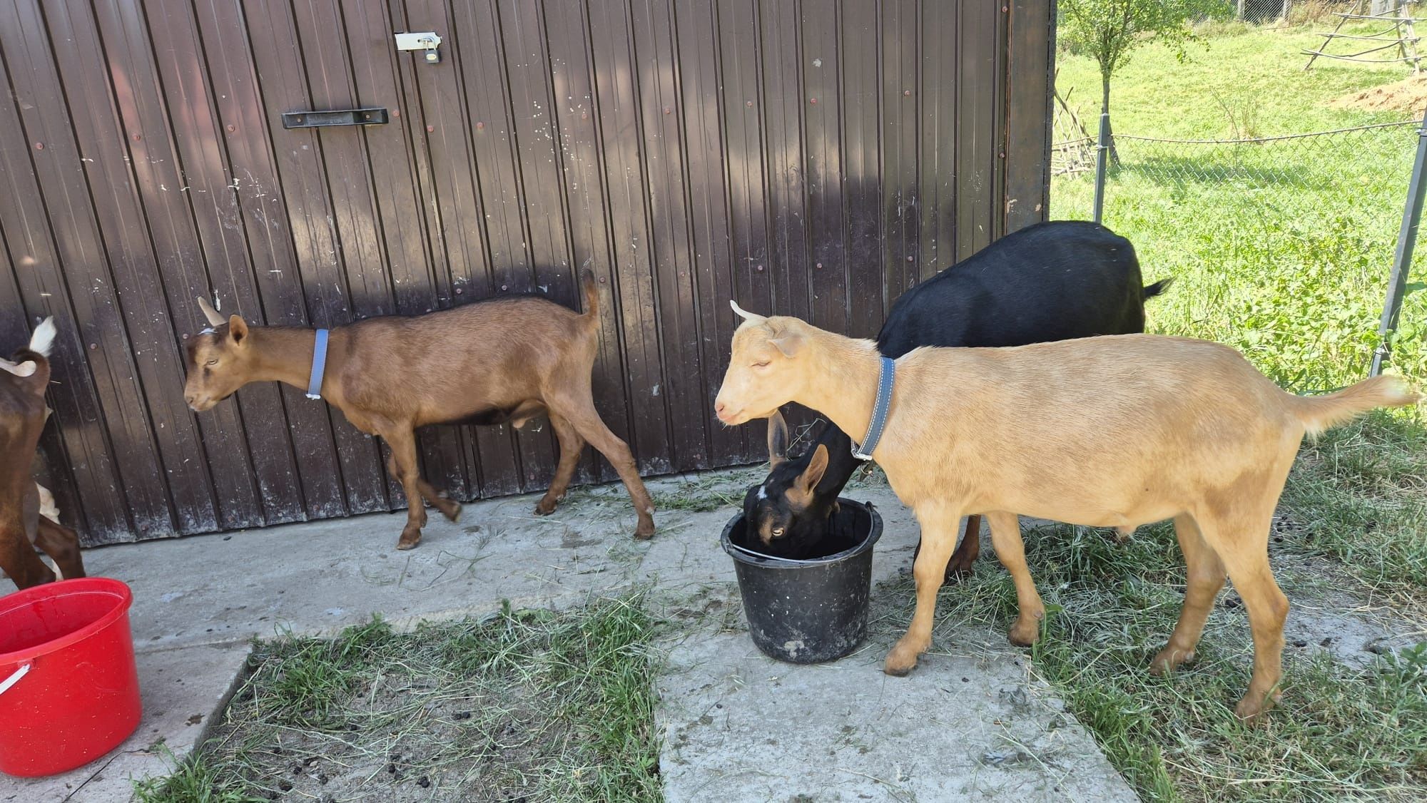 Vând 3 țapi ciuți genetic ,vârsta 5 luni,greutate aprox.30 kg