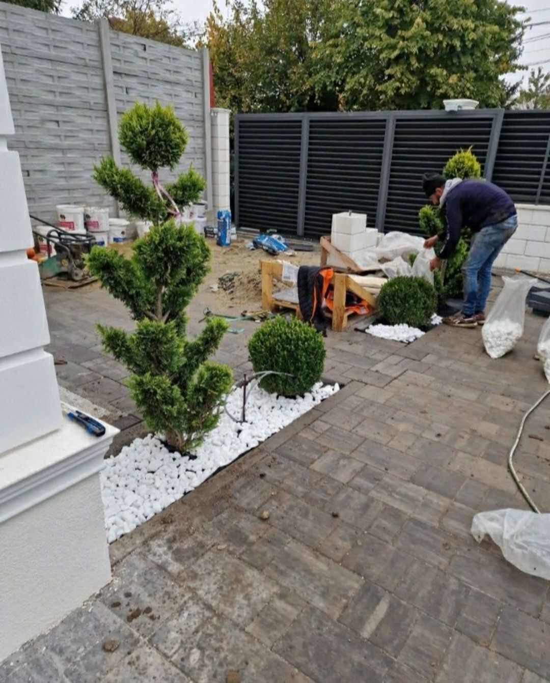 Cupressus leylandii de la 1.5m pună la 5m, calitate premium,