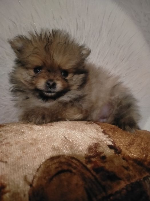 Пр.щенков шпица девочка и мальчик 1 мес .