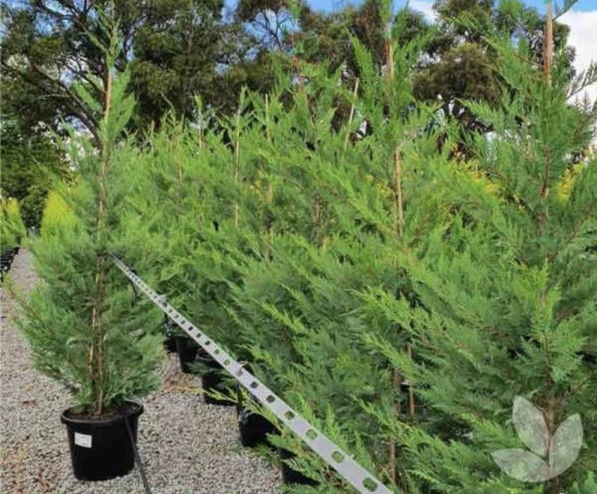 Leylandii chiparos ideal pentru gard vii