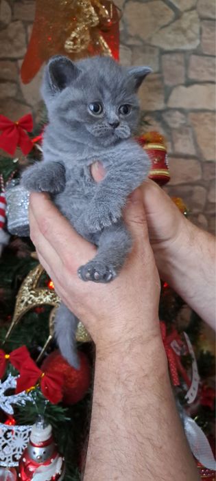 British short hair blue