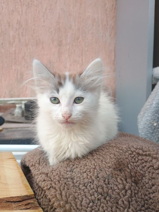 Подарявам две котенца