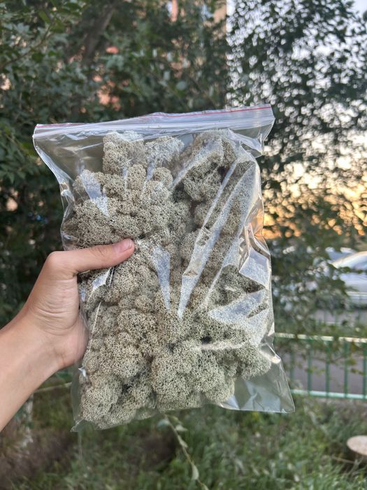 Мох ягель и зеленый мох