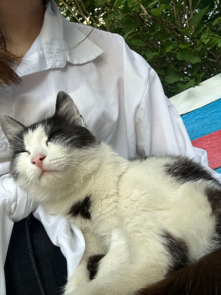 кошечку в добрые руки, читайте опис.