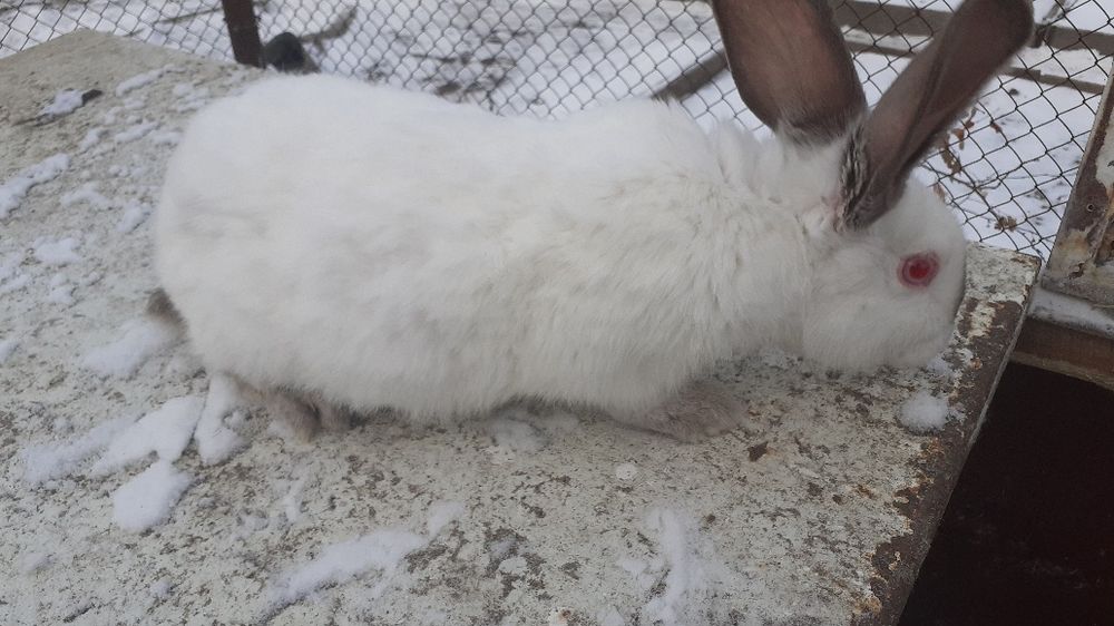 Продам живых кроликов