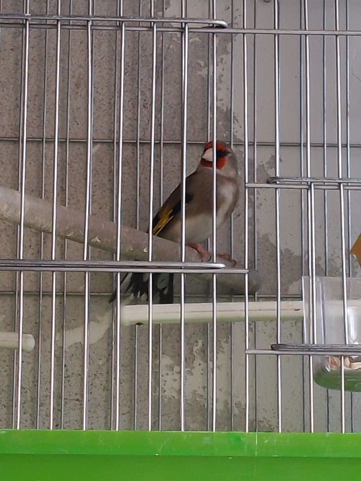 Sava norchila bor yengi qushla