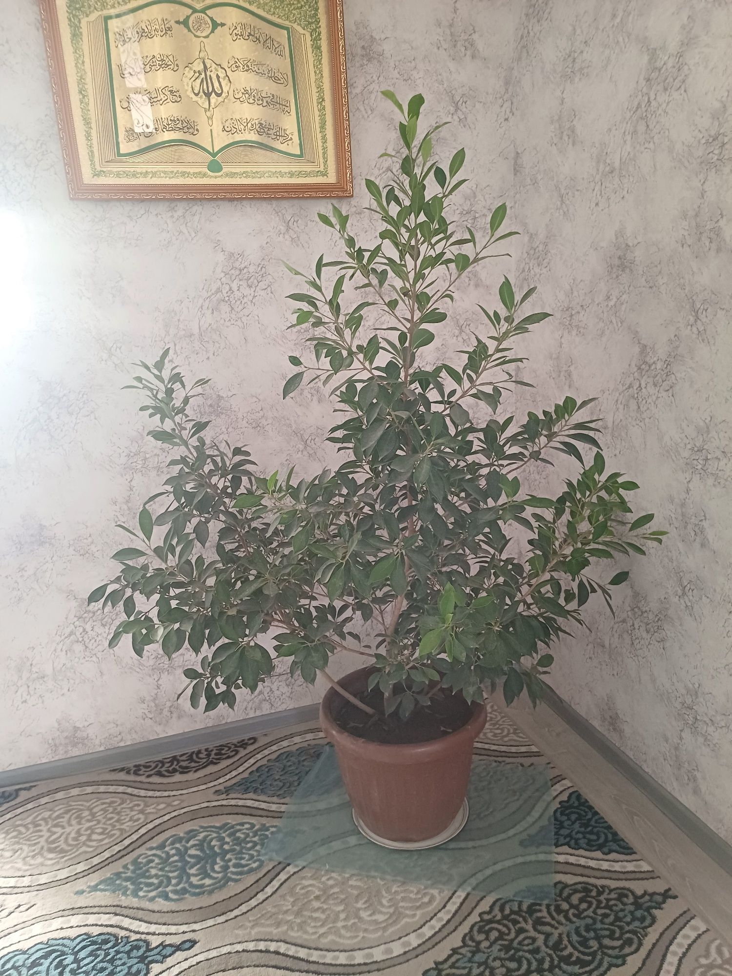 Gullar sotiladi, Xiva shahrida, har xil o'lchamda, har xil navli
